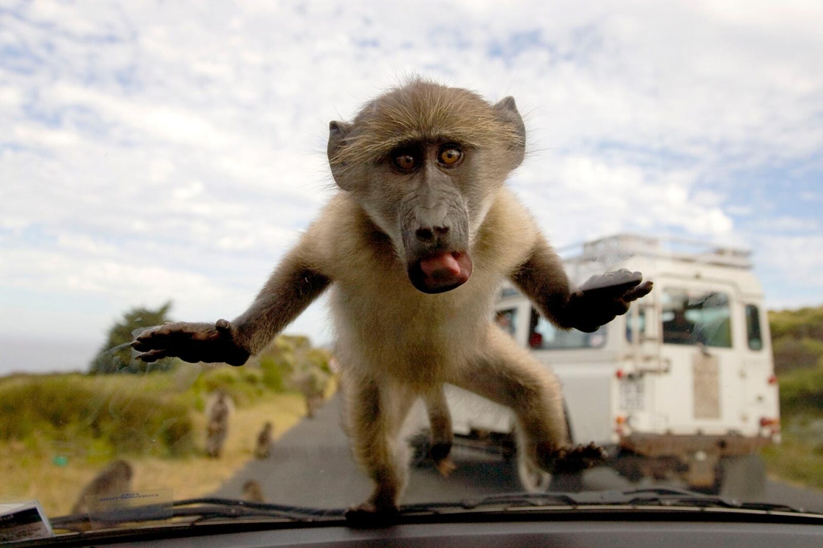 Cape Town Baboons & Tourists