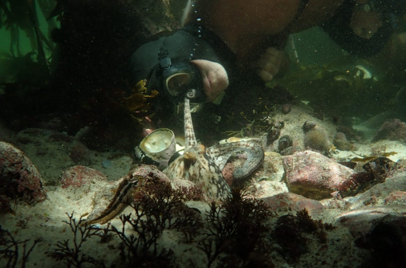 Freediving in cape town seeing the beautiful forests with peace and quiet