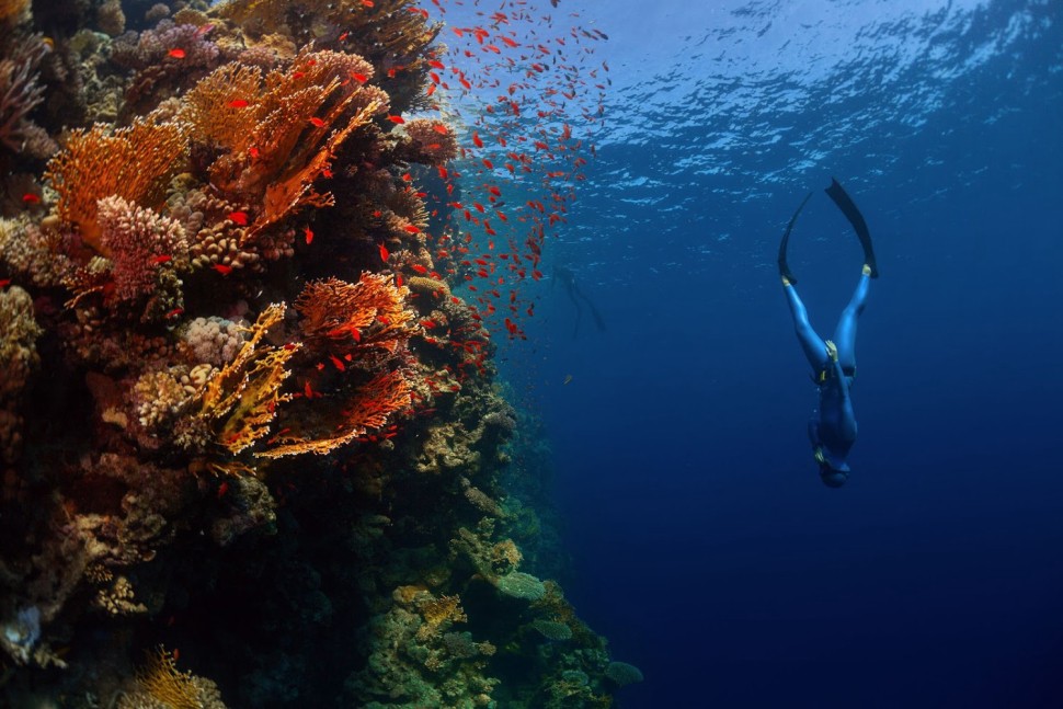 The beautiful Cape town under water world seen by free diving in cape town